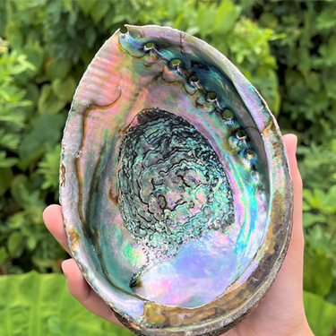Abalone Shell 4" - 6.5" - Ziya Blue