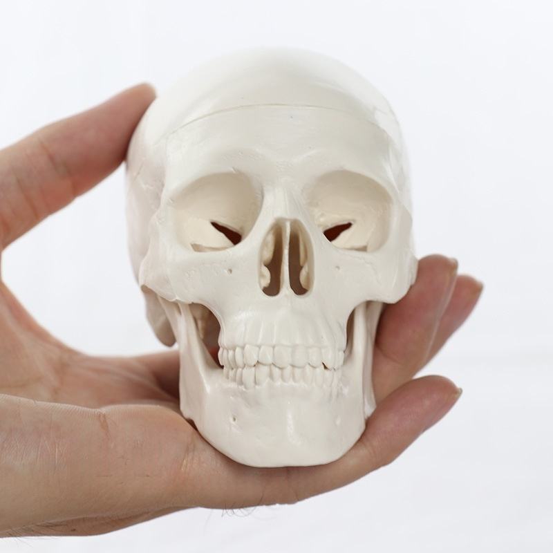 Articulated Mini Human Skull Model - Ziya Blue