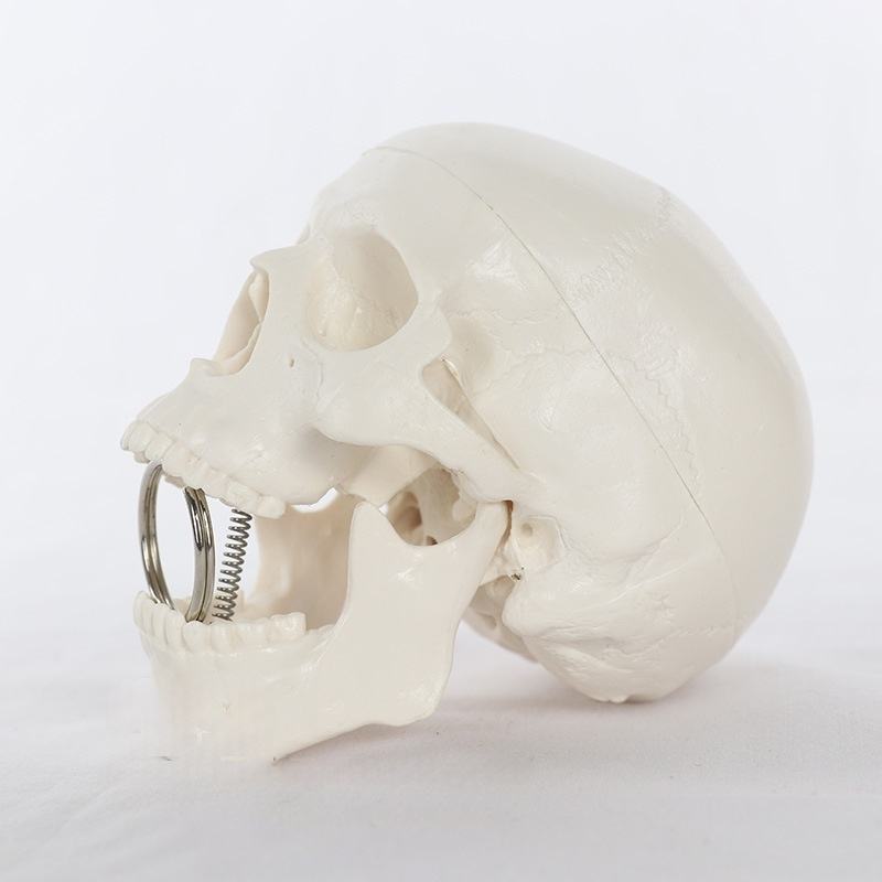 Articulated Mini Human Skull Model - Ziya Blue