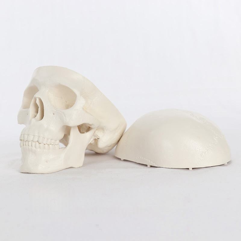 Articulated Mini Human Skull Model - Ziya Blue