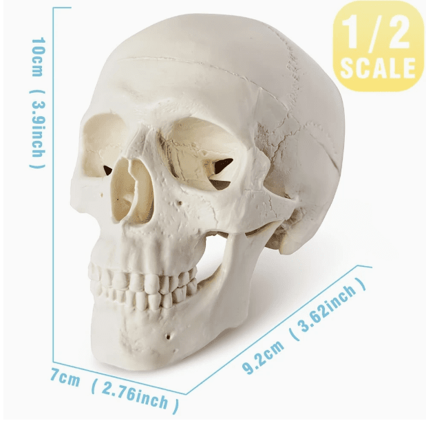 Articulated Mini Human Skull Model - Ziya Blue