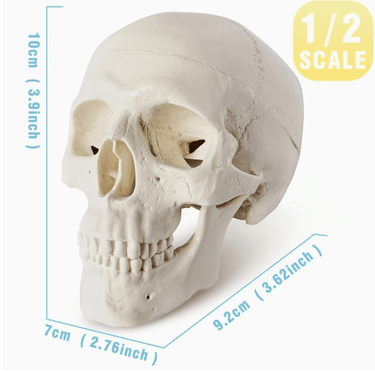 Articulated Mini Human Skull Model - Ziya Blue