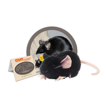 Black Lab Mouse - Ziya Blue