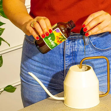 Kelpy Plant Food - Ziya Blue