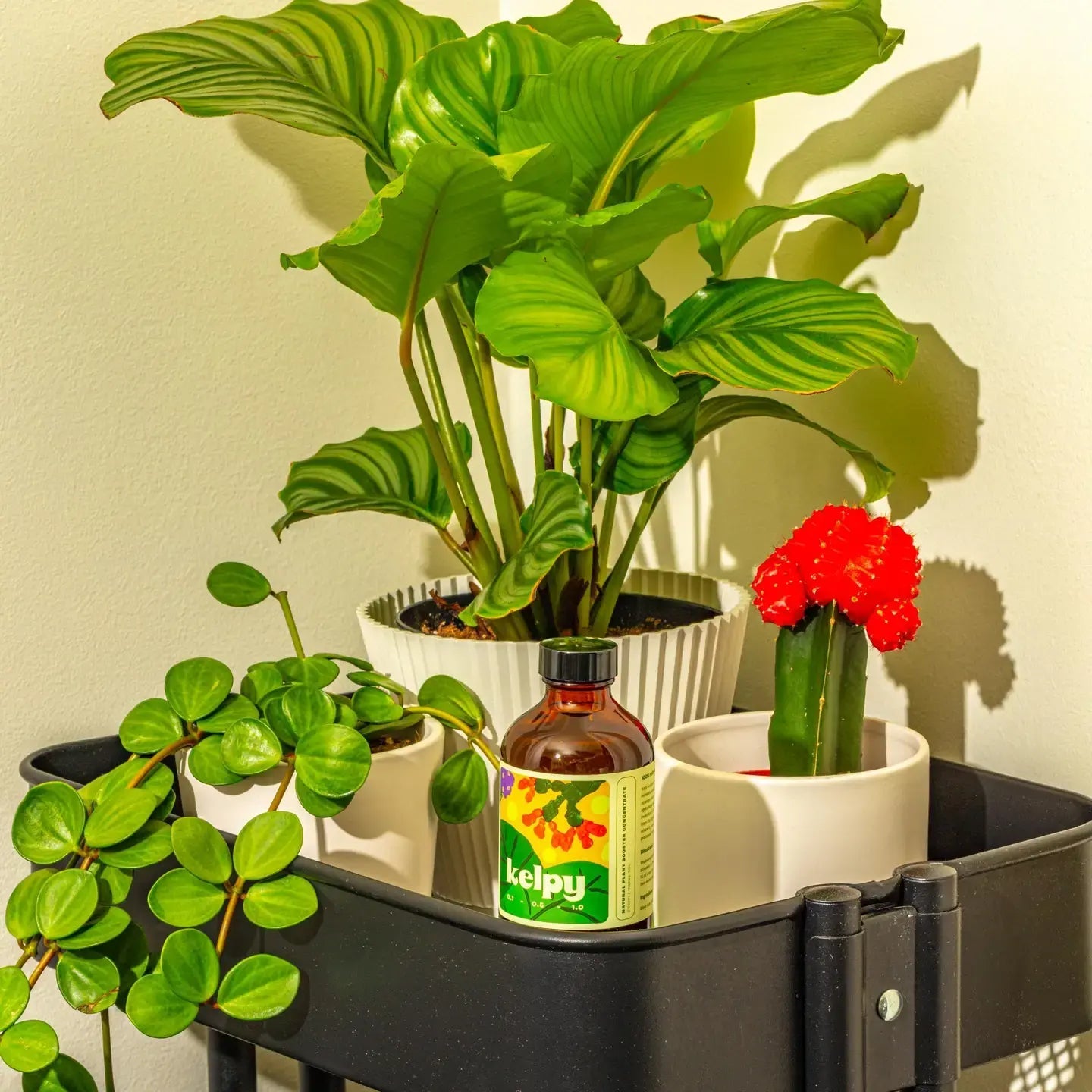 Kelpy Plant Food - Ziya Blue