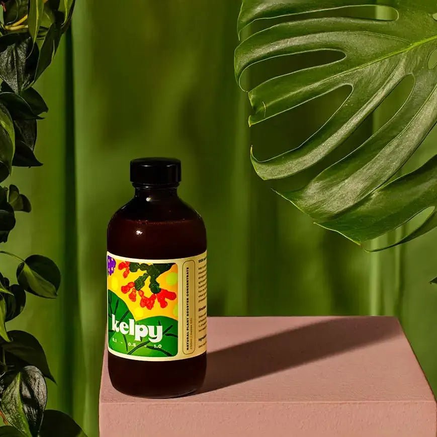 Kelpy Plant Food - Ziya Blue