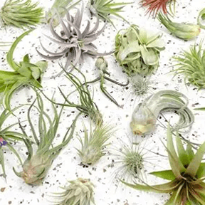 Medium Air Plant (Tillandsia) | Soil - Free Living Decor - Ziya Blue