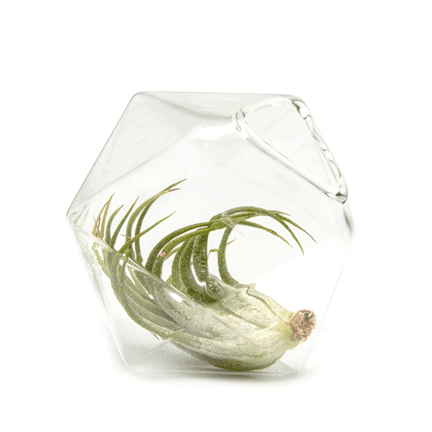 Medium Crystal Plant Holder - Ziya Blue