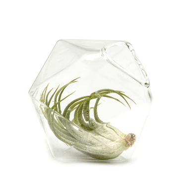 Medium Crystal Plant Holder - Ziya Blue