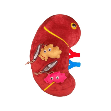Plush Kidney: The Bean That Keeps You Clean! - Ziya Blue