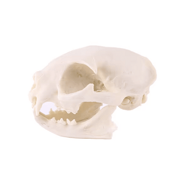 Realistic Cat Skull Model - Ziya Blue