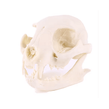 Realistic Cat Skull Model - Ziya Blue