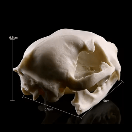 Realistic Cat Skull Model - Ziya Blue