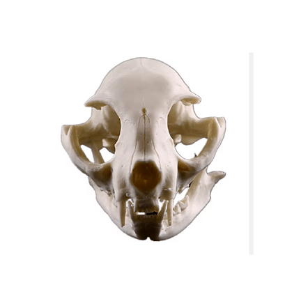 Realistic Cat Skull Model - Ziya Blue
