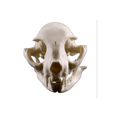 Realistic Cat Skull Model - Ziya Blue