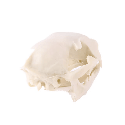 Realistic Cat Skull Model - Ziya Blue
