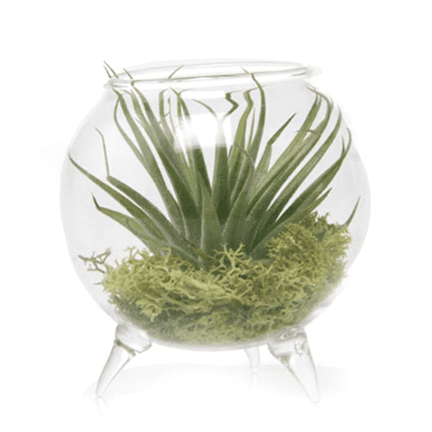 Single Glass Terrarium - 3" - Ziya Blue