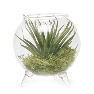 Single Glass Terrarium - 3" - Ziya Blue